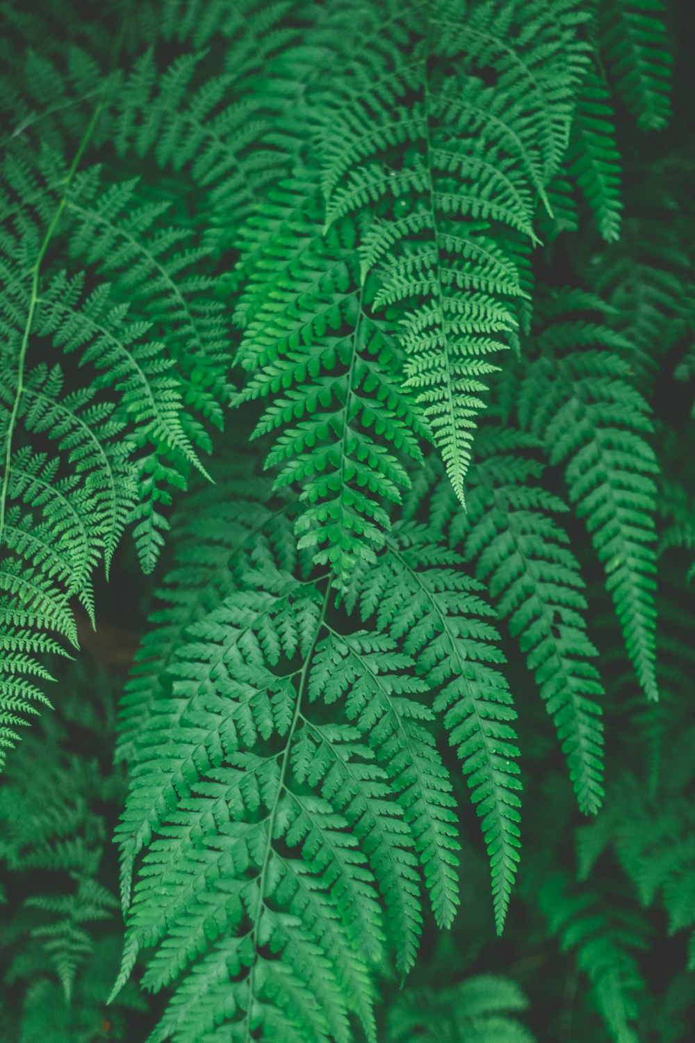 녹색 잎 식물 접사 사진