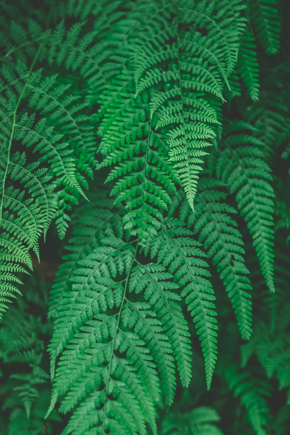 green-leafed plants macro photography