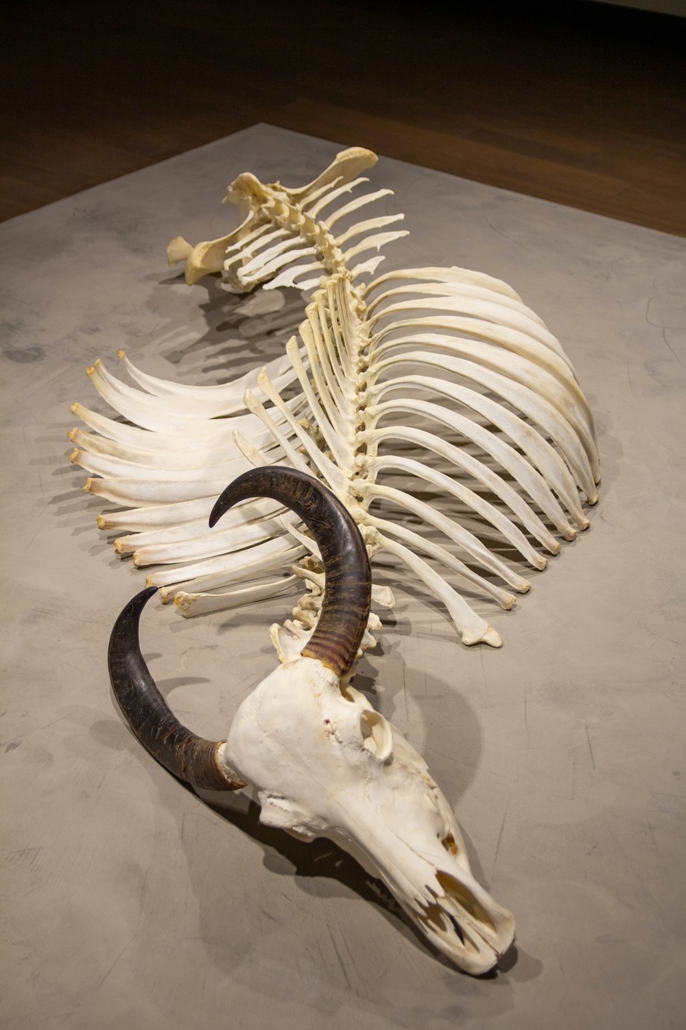 白と黒の動物の頭蓋骨の装飾