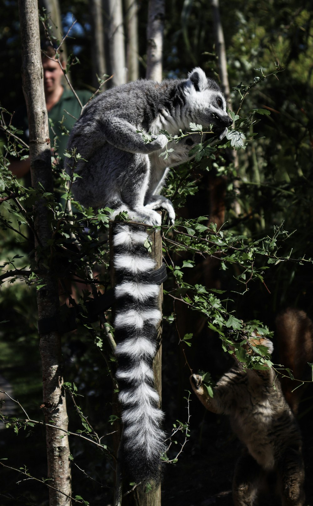 foto de enfoque superficial de animal gris y blanco