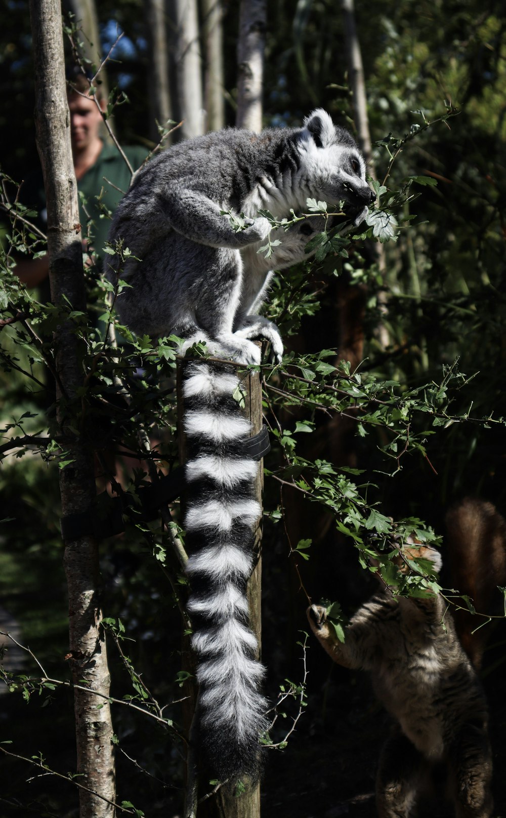 shallow focus photo of gray and white animal