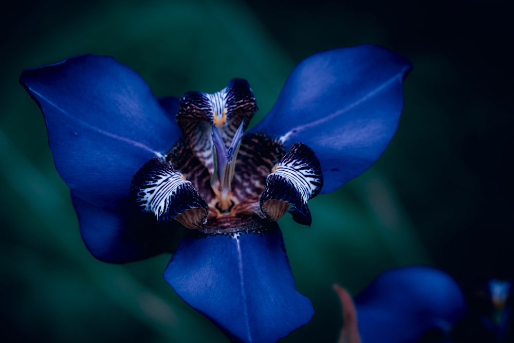 blue petaled flower