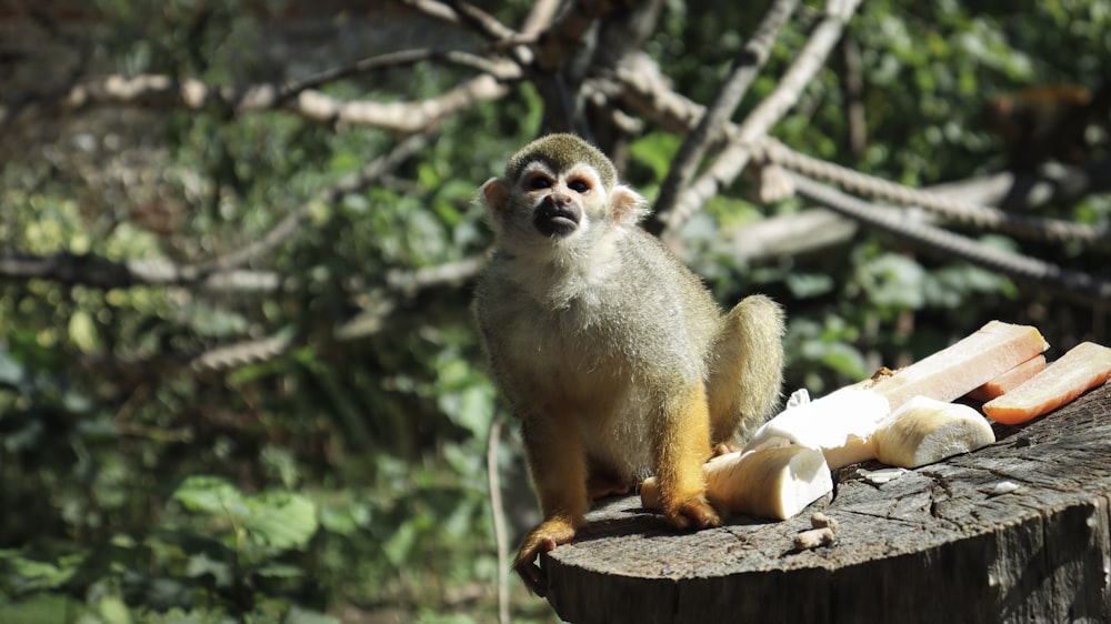 brown monkey on wooden surface