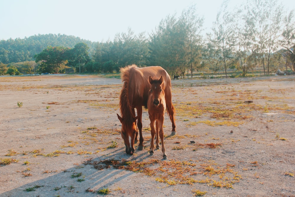 日中の茶色の馬とポニー