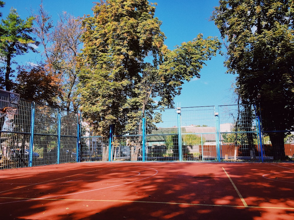 orange field at daytime