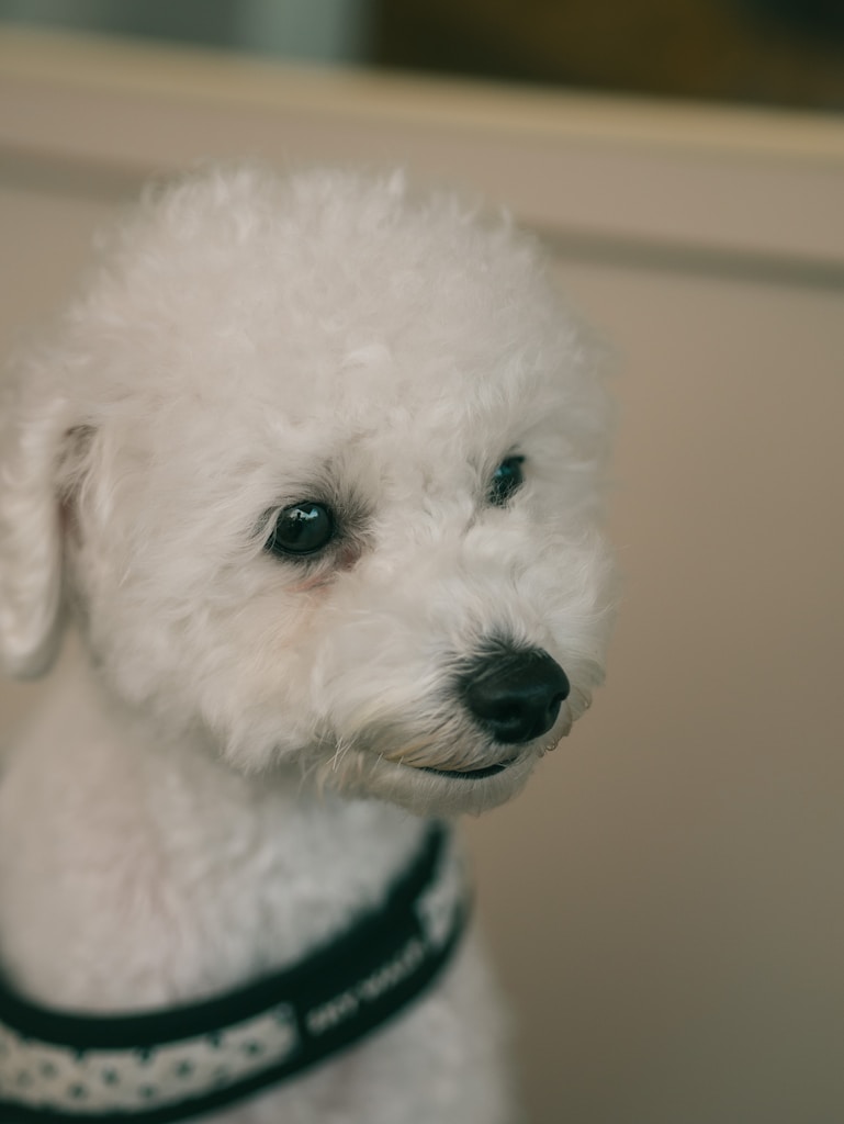 Velvet Walk Harness