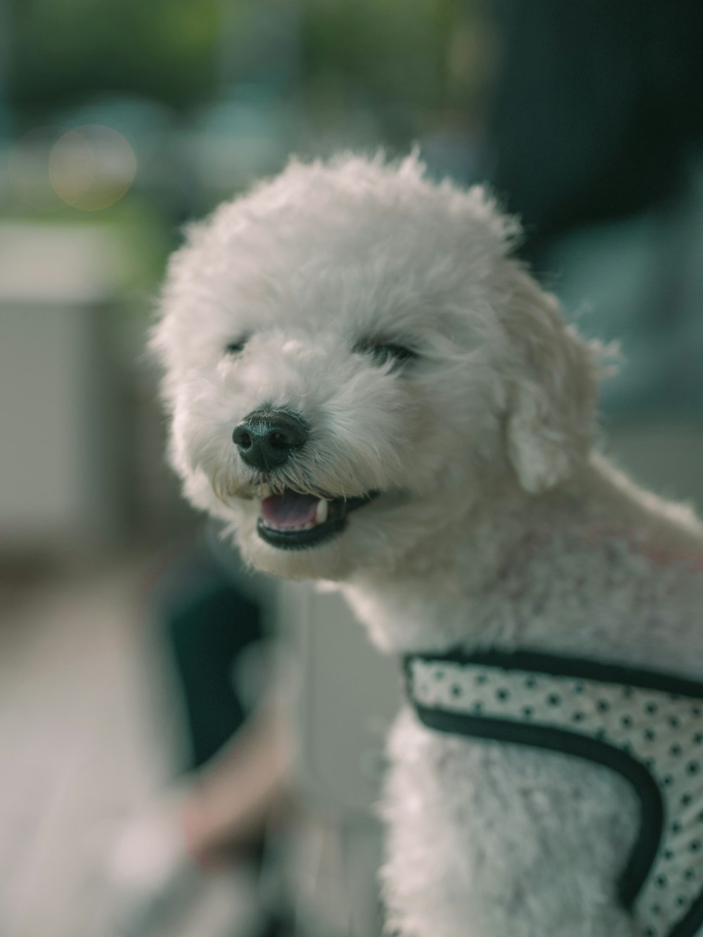 close-up photography of white toy poodle