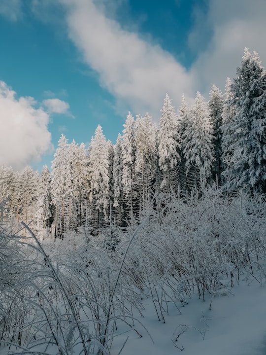 snow covered trees and field during day in Vitosha Bulgaria