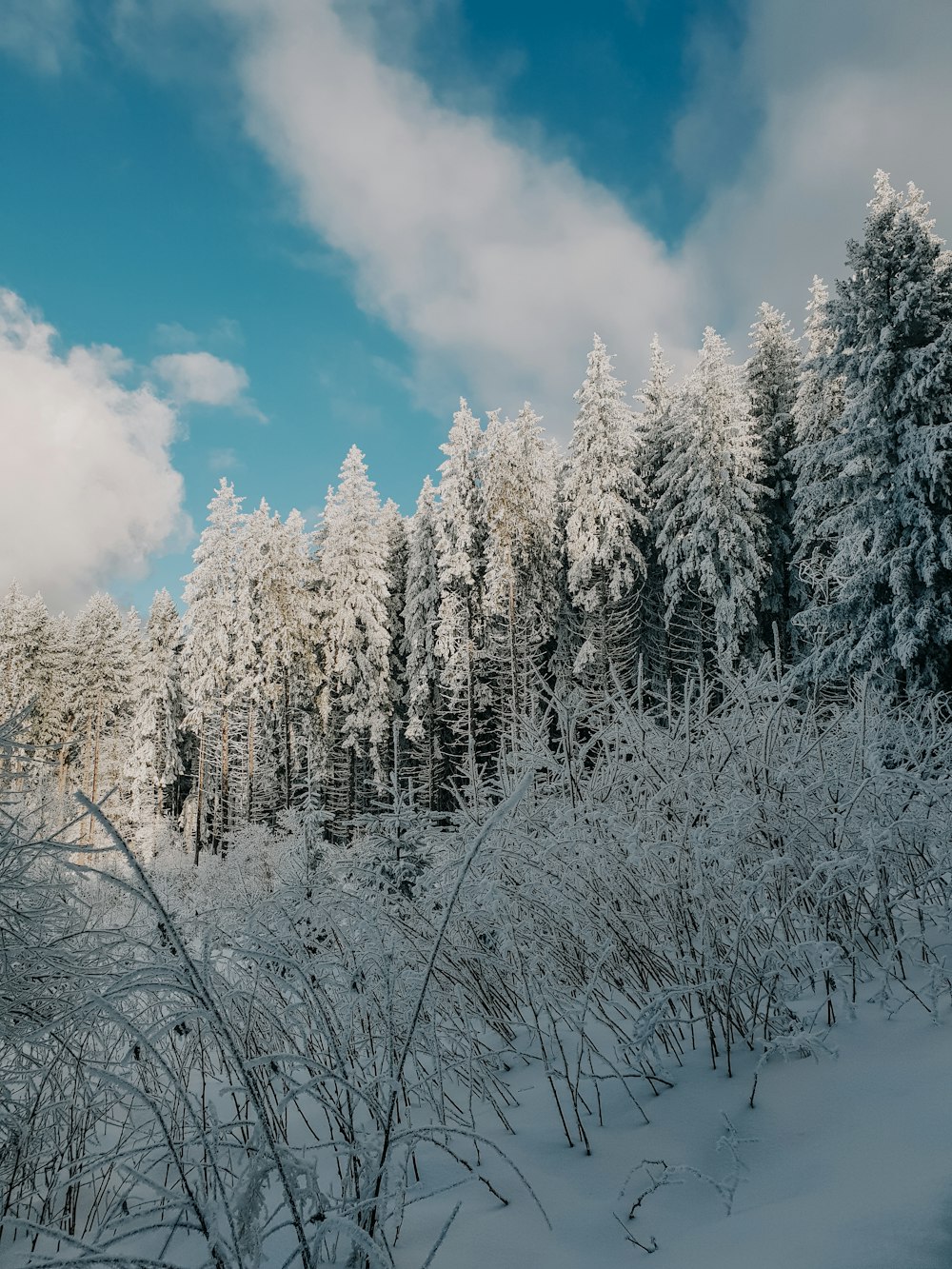 snow covered trees and field during day