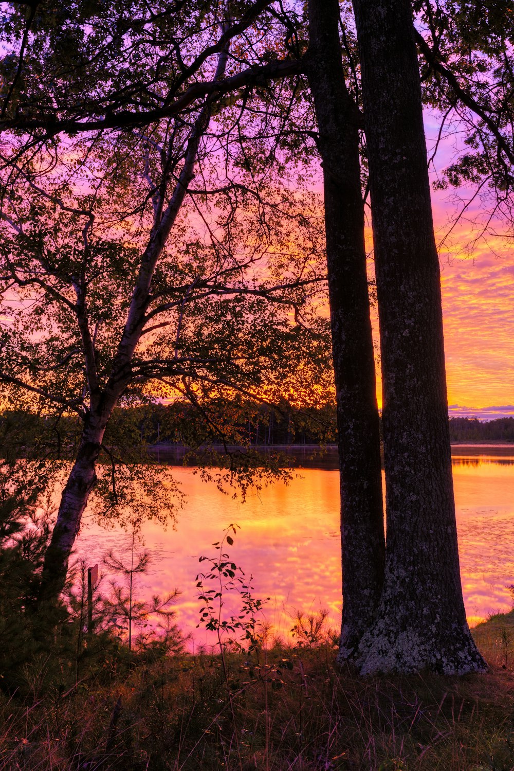 tree near lake