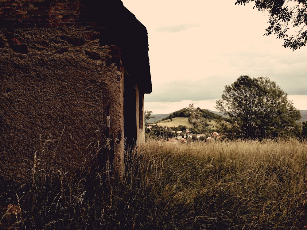 brown grass