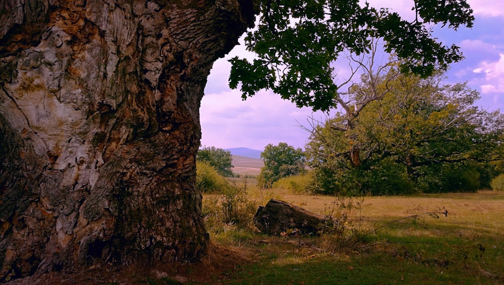 brown tree trunk