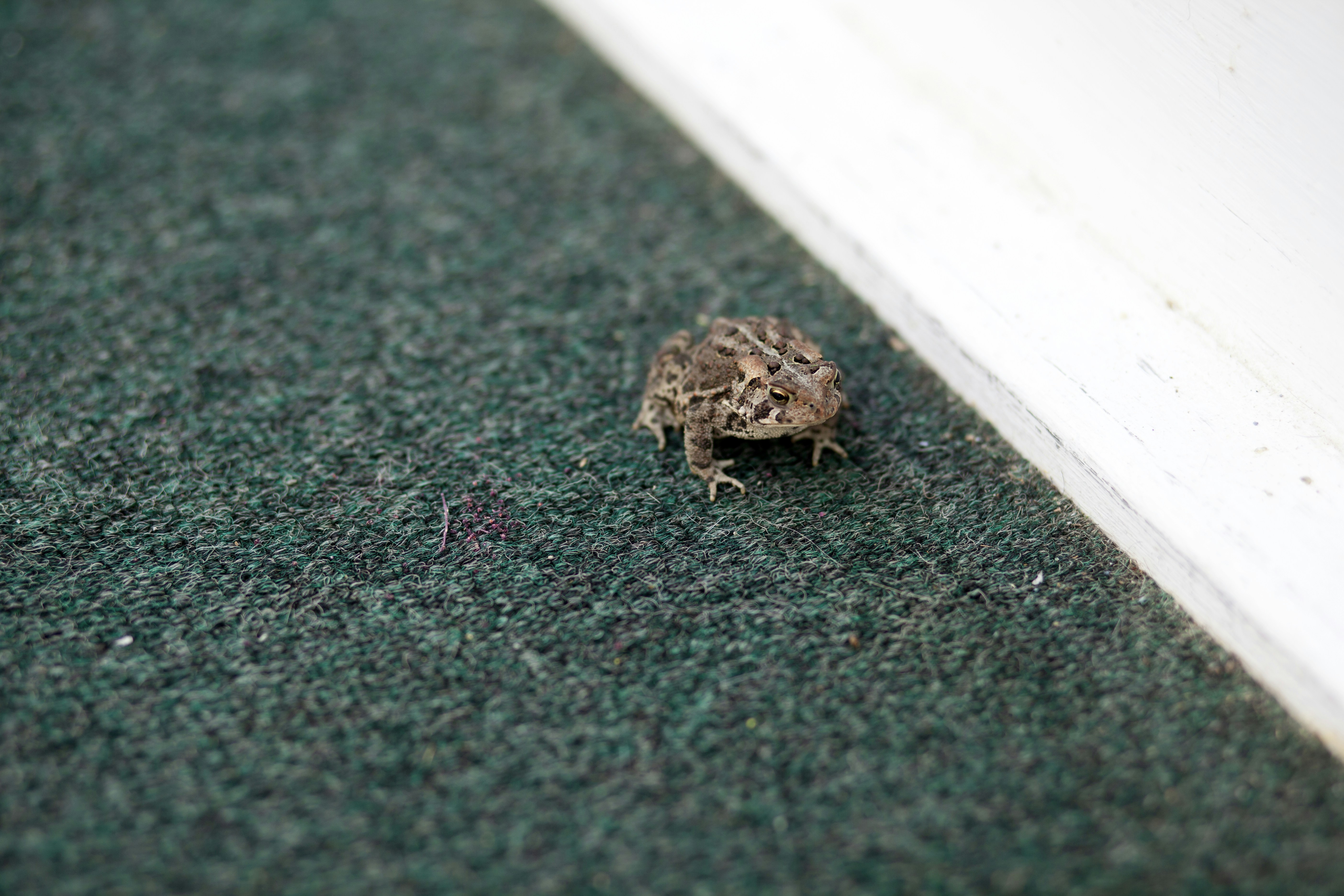 10. Cane Toad (image credits: unsplash)