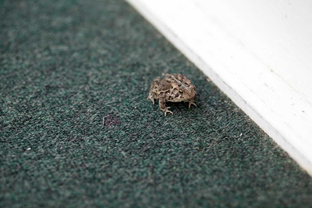 grey frog on grey surface