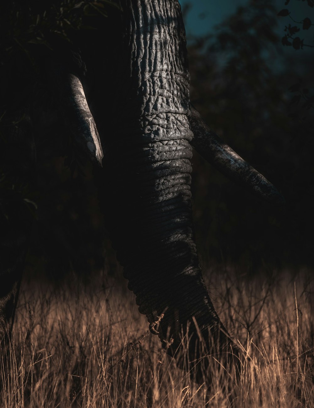 Un elefante in piedi in un campo di erba alta