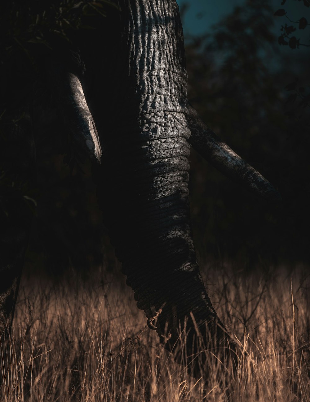 Un elefante parado en un campo de hierba alta