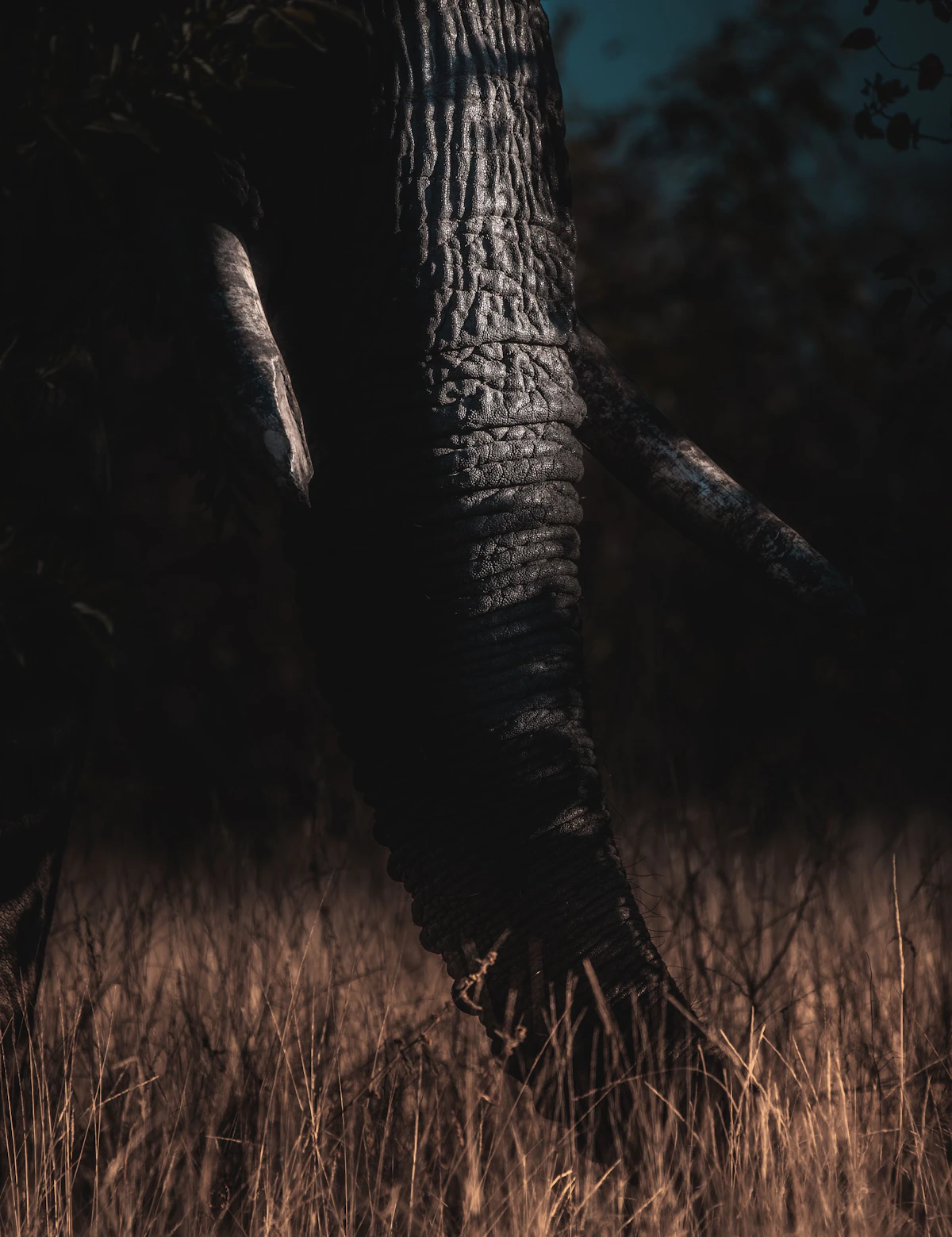Elephants crossing the savannah at sunset, a popular destination reached with cheap flights to Africa