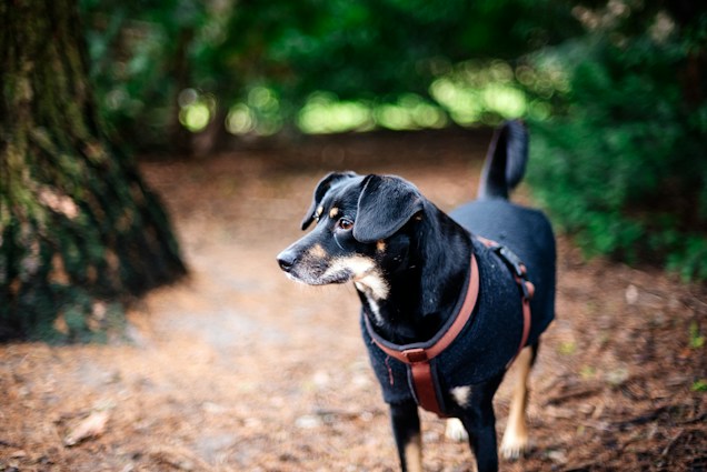 A small black and brown dog wearing a harness stands on a forest path, surrounded by blurred greenery and tree trunks in the background. The dog looks attentively to the side, its coat shiny and well-groomed.