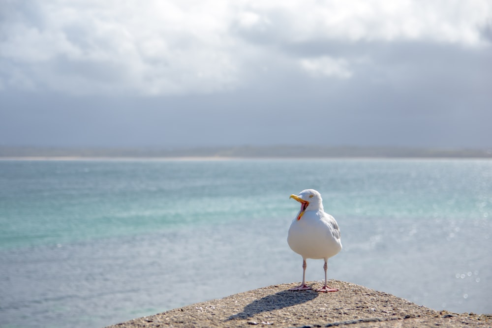 white bird beside sea at daytime