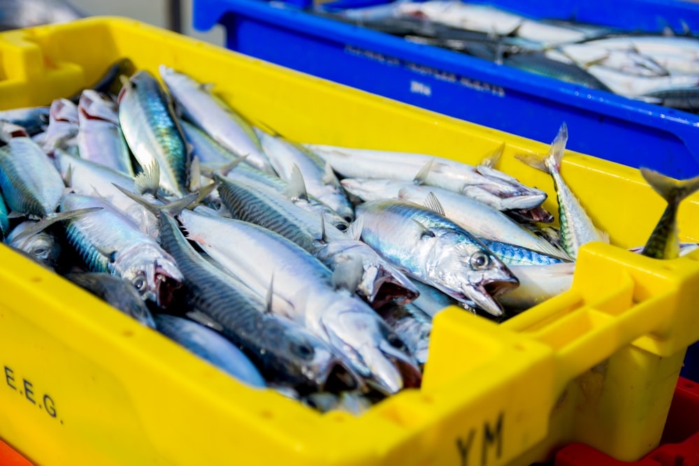 gray fish lot in crate