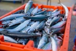 A large orange crate is filled with numerous fresh fish, mostly mackerels, with their shiny, silvery scales reflecting light. The fish are packed closely together, some facing different directions, showcasing their streamlined bodies on top of each other.