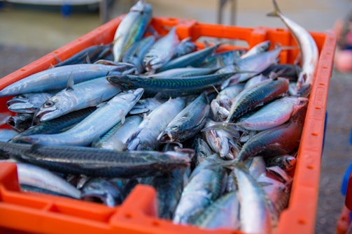 A large orange crate is filled with numerous fresh fish, mostly mackerels, with their shiny, silvery scales reflecting light. The fish are packed closely together, some facing different directions, showcasing their streamlined bodies on top of each other.
