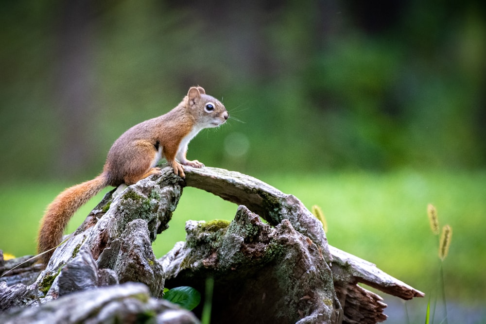 squirrel on stone