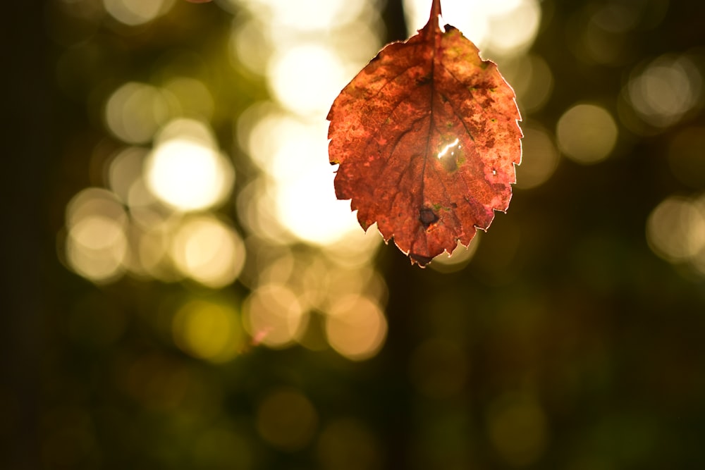 withered leaf