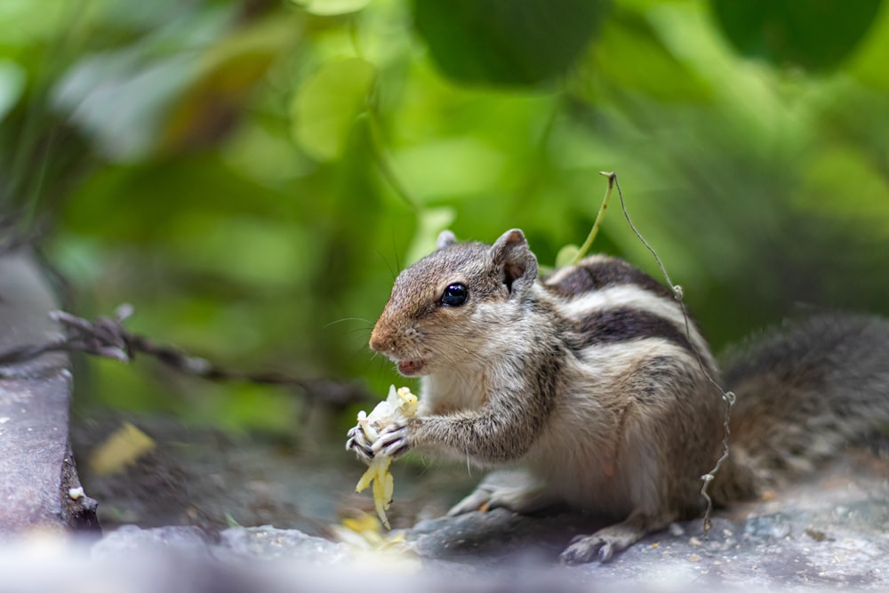 grey squirrel during daytime