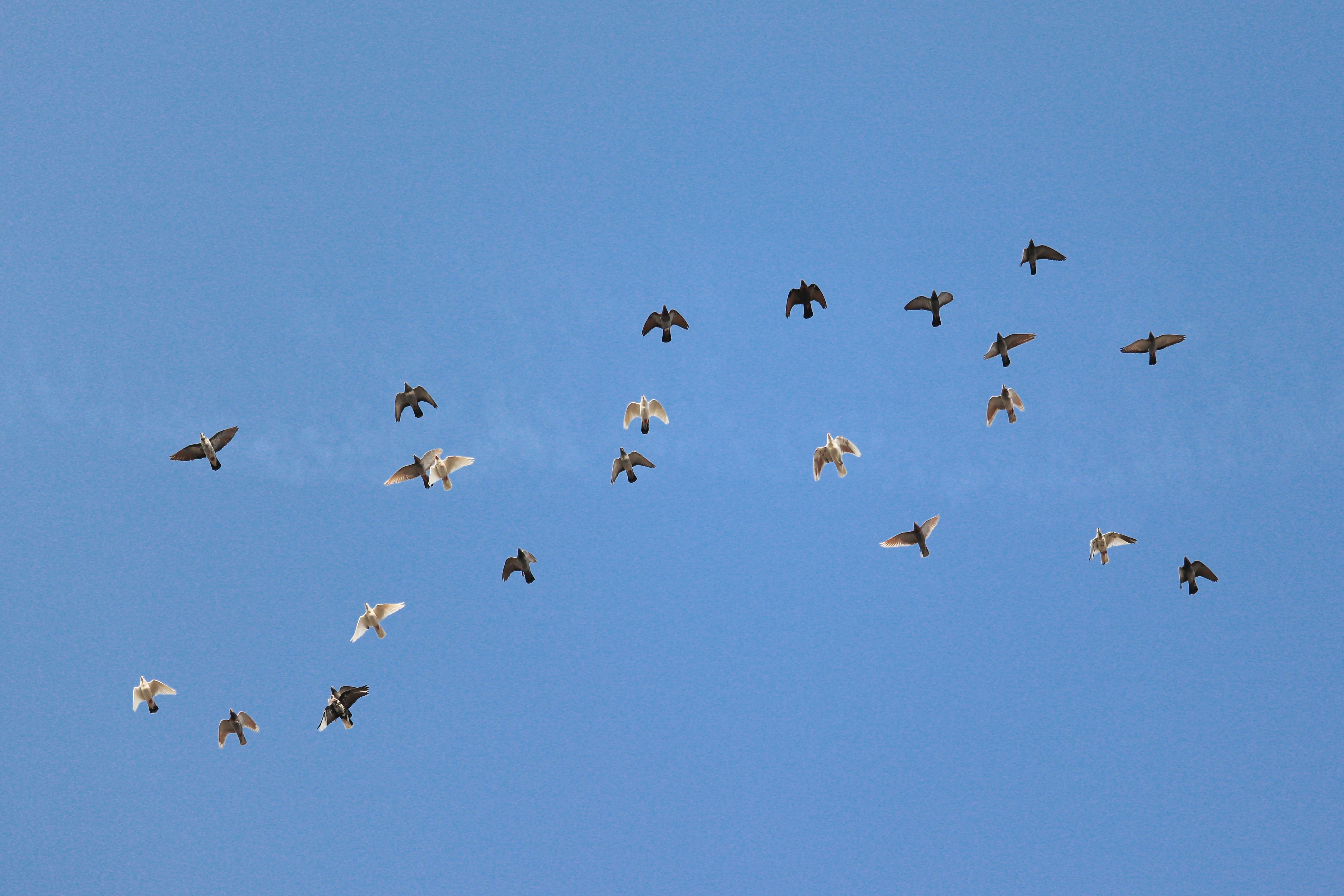 Photo by syedmohdali121