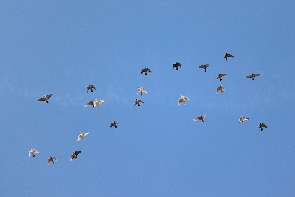 low angle photography of birds flying