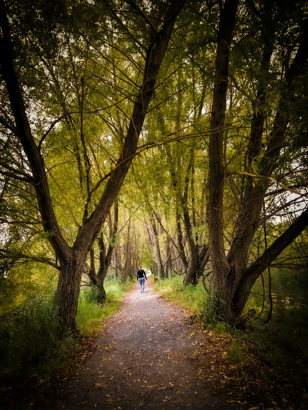 person near green trees during daytime