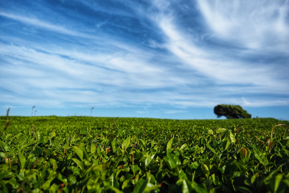 green grass field under a cloudy sky during daytime