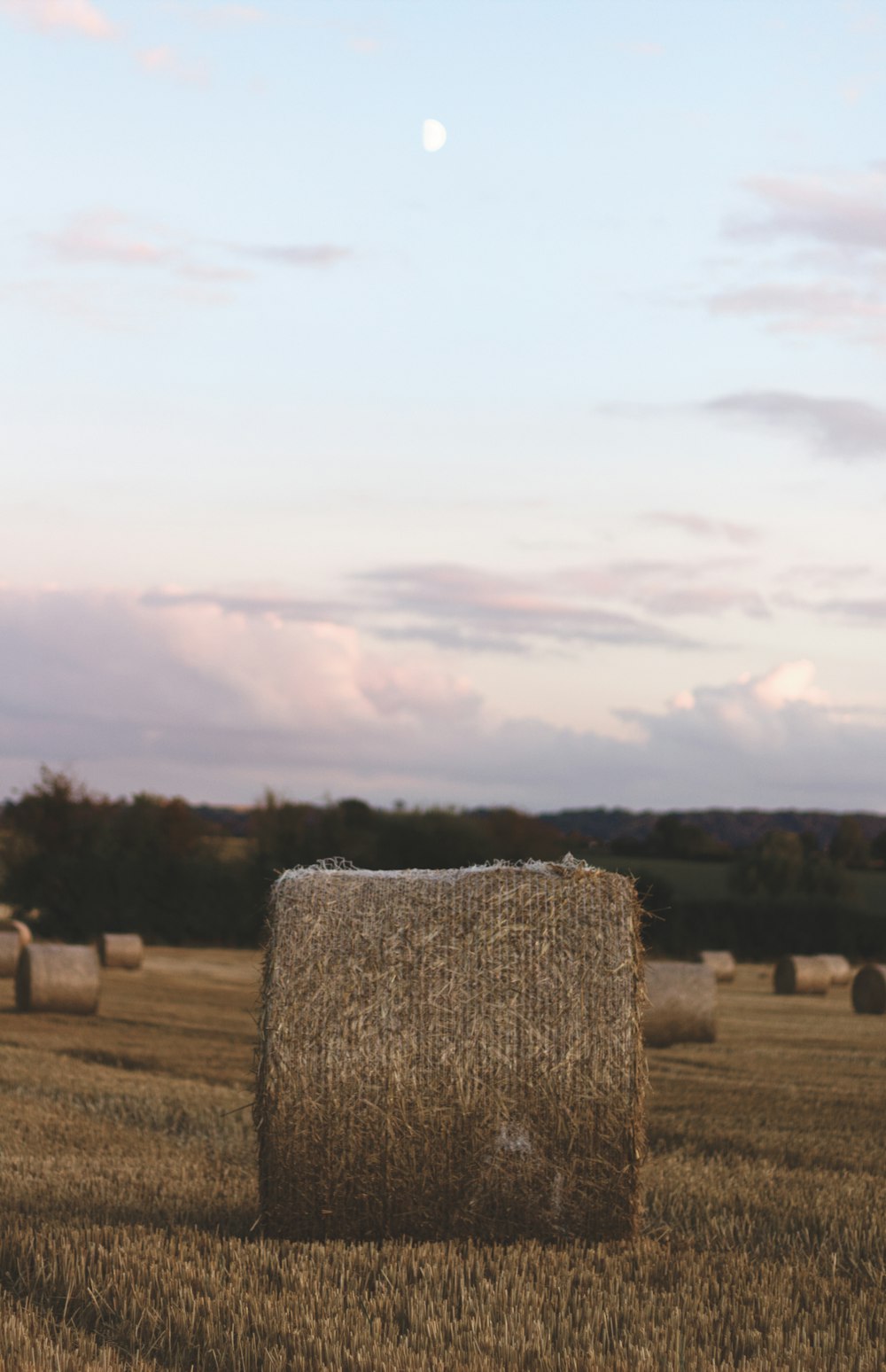 brown hay during daytime