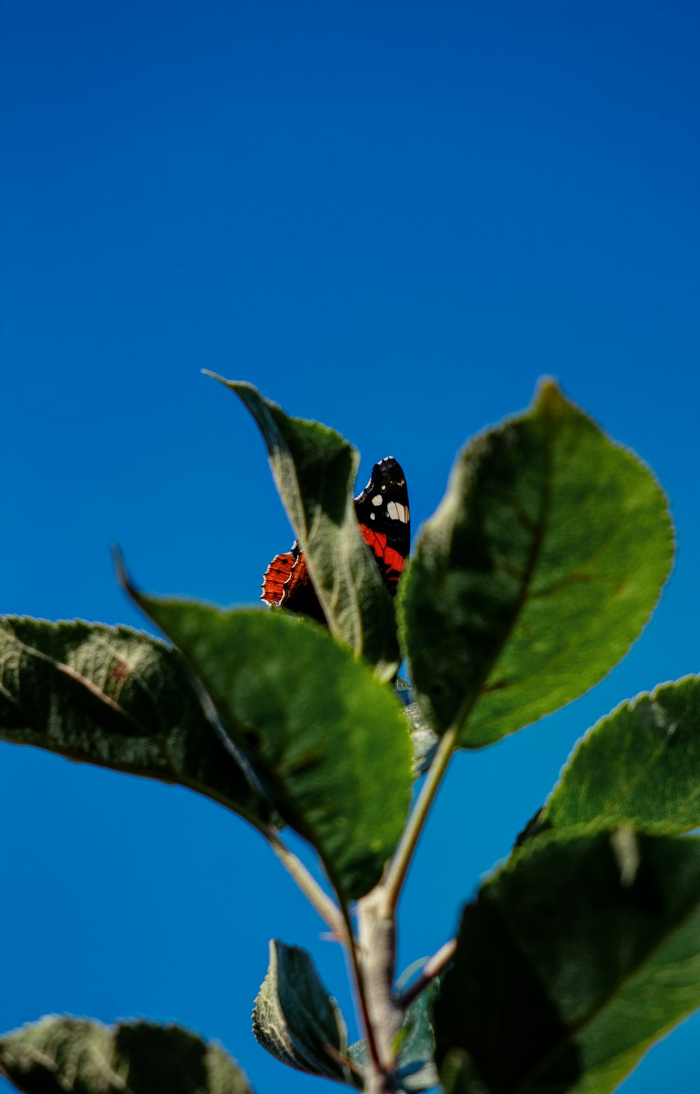 mariposa roja y negra posada en planta de hojas verdes