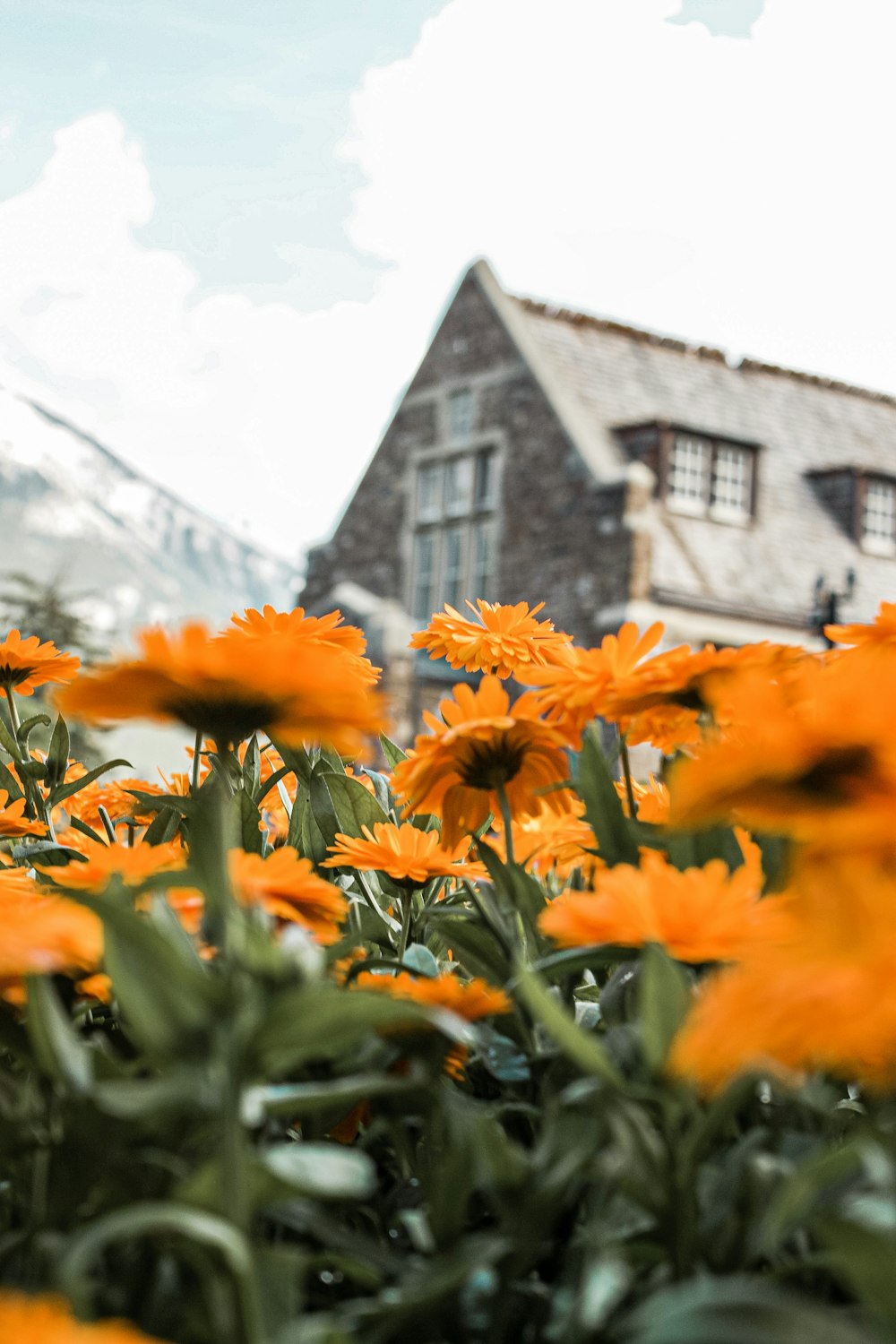 orange petaled flower