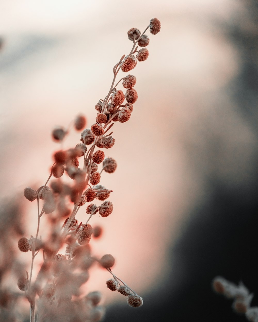 brown flower closeup photography