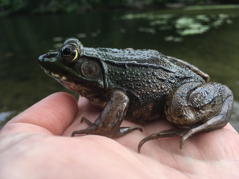 black frog