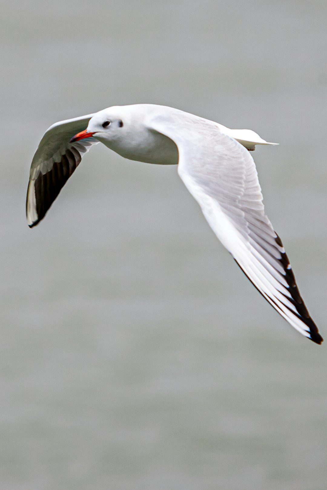  white gal seagull