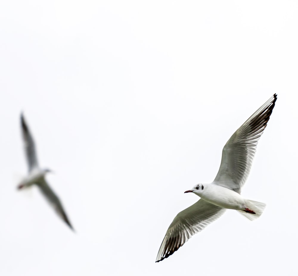 two white doves