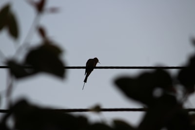silhouette of bird perching on wire