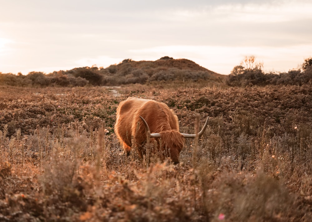 close-up photography of yak eating grass