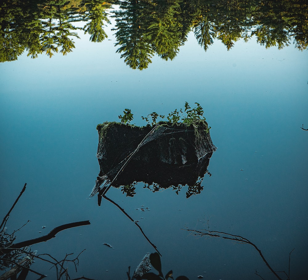 lake at the forest