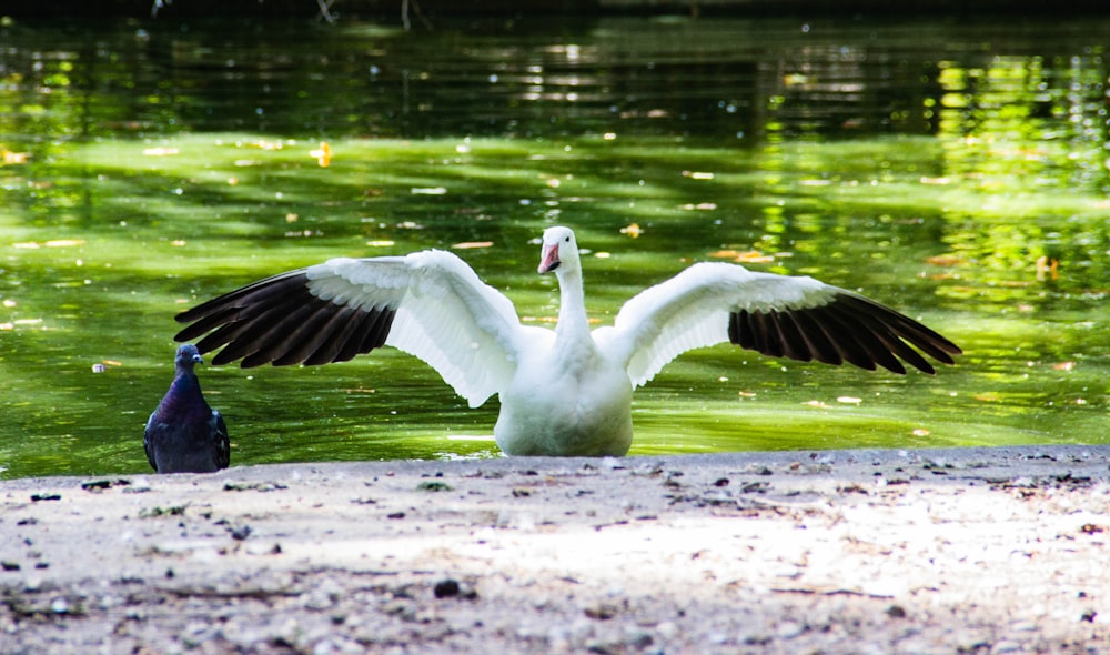 white swan on lake