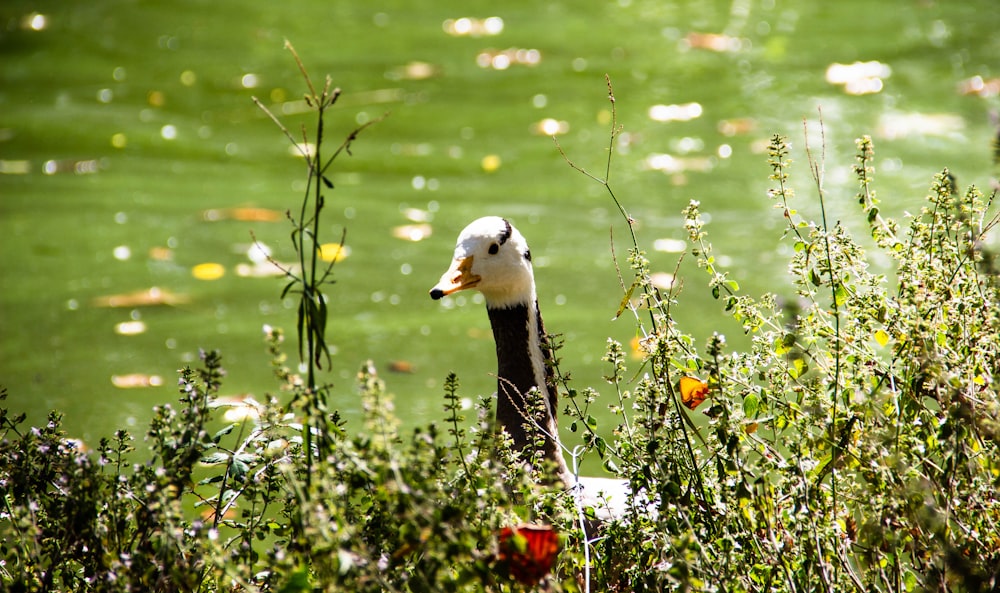 white and black duck in body of water