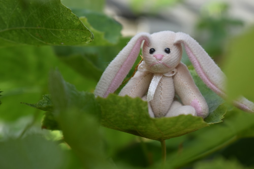 rabbit plush toy on plant