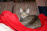 A curious tabby cat lounging on a plush cushion with a colorful knitted pet sweater.
