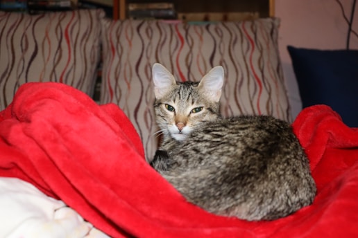 A cozy cat lounging on a colorful blanket.