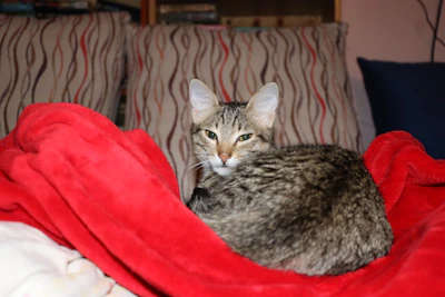 A curious tabby cat lounging on a plush cushion with a colorful knitted pet sweater.