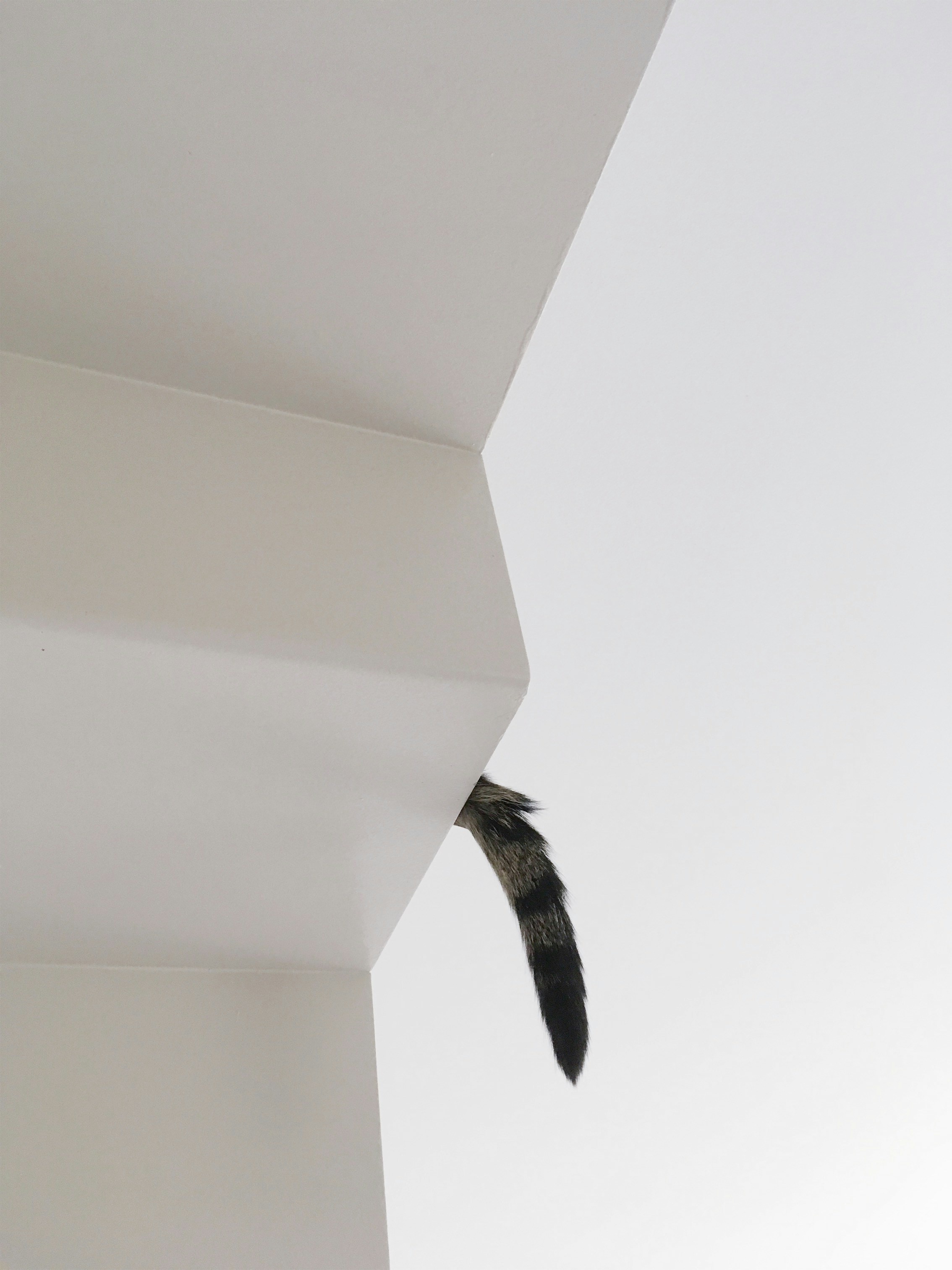 A black and white bird flying in the sky photo – Free Animal Image on ...